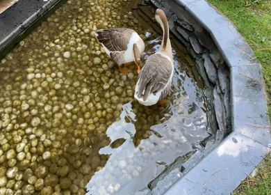 A Shot of Two Ducks at a Pond in Pahalgam, Kashmir, India 
