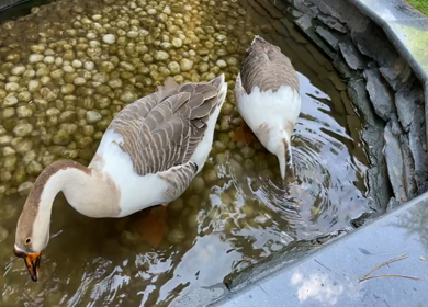 A Shot of Two Ducks at a Pond in Pahalgam, Kashmir, India 