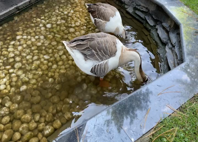 A Shot of Two Ducks at a Pond in Pahalgam, Kashmir, India 