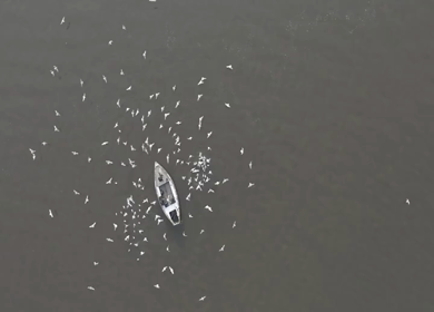 A slow motion shot of birds at Ganga Ghat at Varansi,Banaras, Uttar Pradesh,India