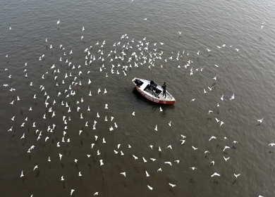 A slow motion shot of birds at Ganga Ghat at Varansi,Banaras, Uttar Pradesh,India