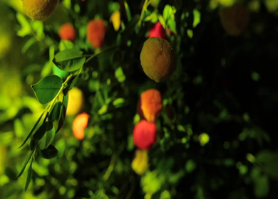 A Slow Motion Shot of an Indian Wedding Venue Decoration in India
