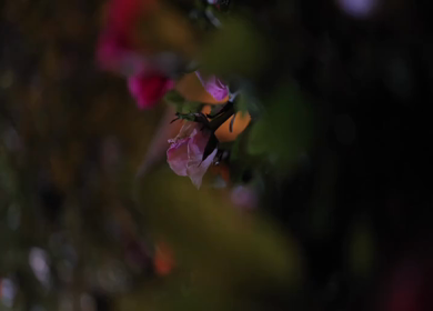 A Slow Motion Shot of an Indian Wedding Venue Decoration in India