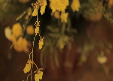 A Slow Motion Shot of an Indian Wedding Venue Decoration in India