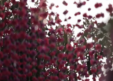 A Slow Motion Shot of an Indian Wedding Venue Decoration in India
