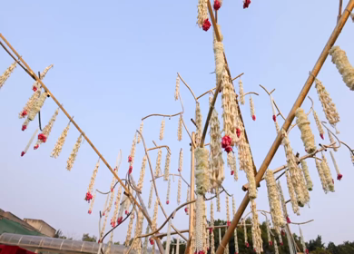 A Slow Motion Shot of an Indian Wedding Decoration in India