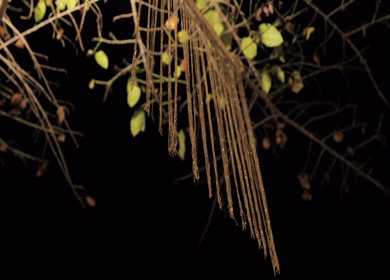 A Slow Motion Shot of an Indian Wedding Decoration in India