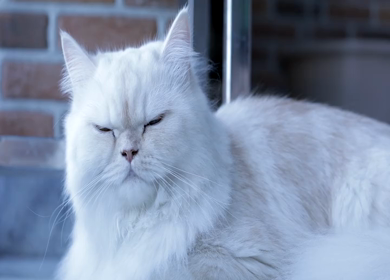 A shot of cute cat tired and getting ready to go sleep