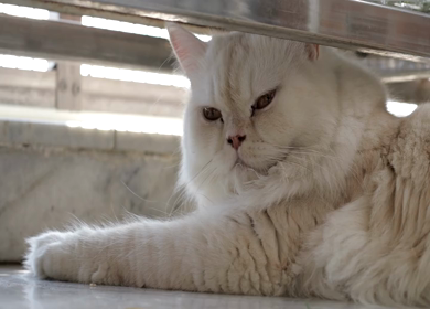 A shot of cute cat tired and getting ready to go sleep