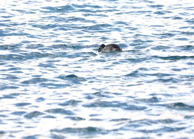 A shot of ducks playing in the water in India