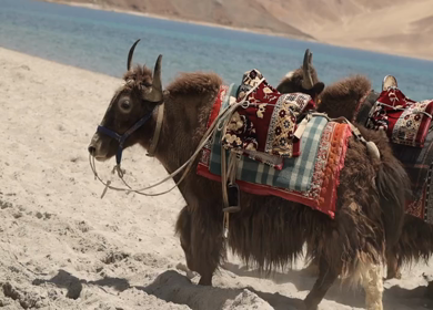 A shot of wild bisons roaming around at Leh Ladakh,India