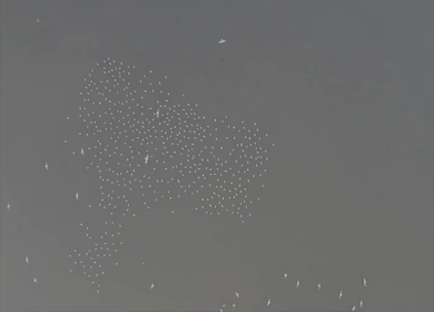 An aerial slow motion shot of white pigeons flying at Yamuna Ghat 