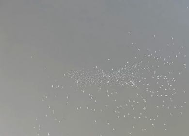 An aerial shot of white pigeons flying at Yamuna Ghat 